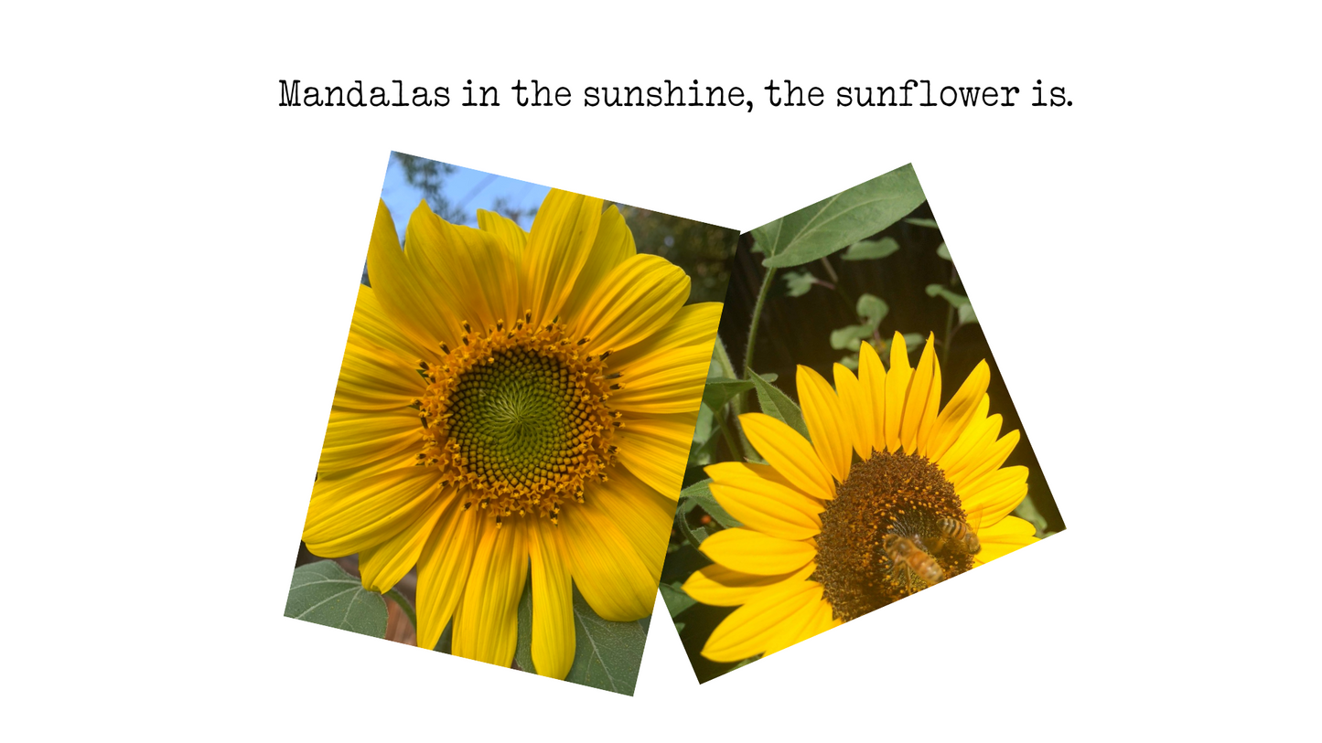 Garden: The Sunflower Mandala Candle